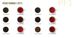 PF1 (Pekoe Fanning 1)